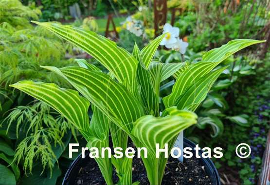 Hosta Unusual FH Collection 2024